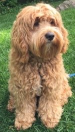 A cockapoo like Pickles, the dog that PIckleball was supposedly named after